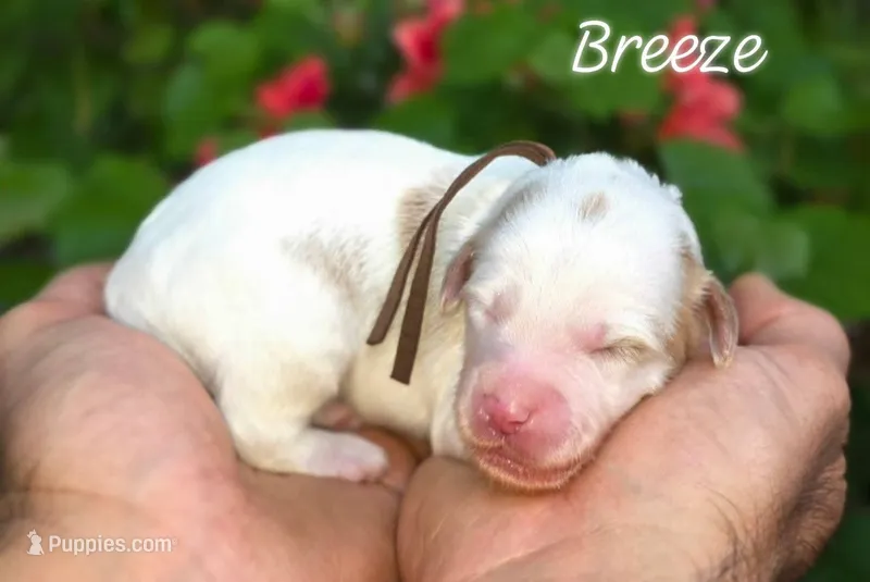 (Brown Collar) Breeze – Miniature Goldendoodle puppy for sale in Granite Falls, NC