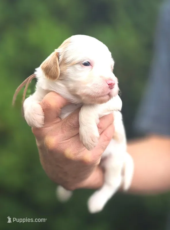 (Brown Collar) Breeze – Miniature Goldendoodle puppy for sale in Granite Falls, NC