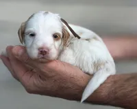 (Brown Collar) Breeze, a male Miniature Goldendoodle for sale in Granite Falls, NC – 7 of 7