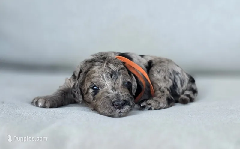 Orange Collar 🧡 – Goldendoodle puppy for sale in Granite Falls, NC