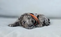 Orange Collar (Yosemite), a male Goldendoodle for sale in Granite Falls, NC – 1 of 4