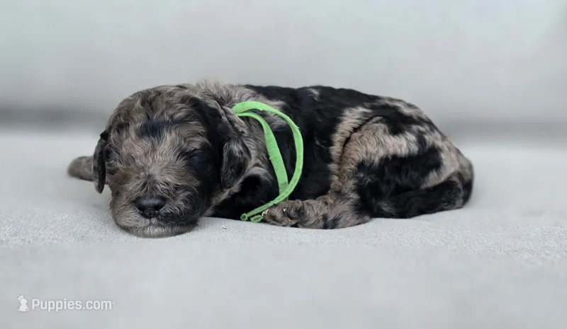 (Green Collar) 💚  – Goldendoodle puppy for sale in Granite Falls, NC