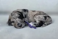 Purple Collar  💜, a female Goldendoodle for sale in Granite Falls, NC – 3 of 3