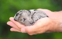 Orange Collar (Yosemite), a male Goldendoodle for sale in Granite Falls, NC – 4 of 4