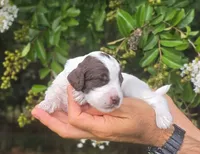 Grey Collar girl (Sagebrush), a female Labradoodle for sale in Granite Falls, NC – 4 of 5