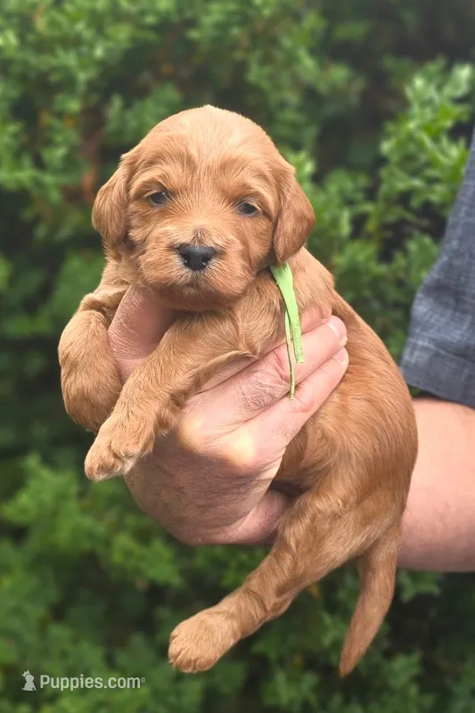 (Green Collar) Boots – Miniature Goldendoodle puppy for sale in Granite Falls, NC