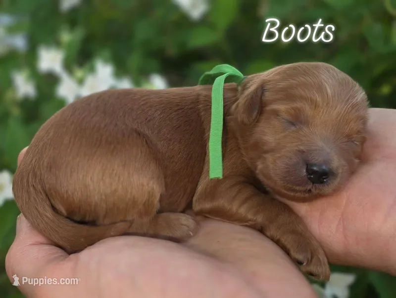 (Green Collar) Boots – Miniature Goldendoodle puppy for sale in Granite Falls, NC