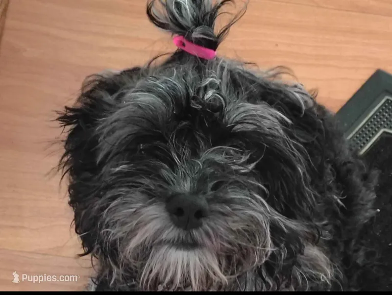 Blue Key  – Poodle - Toy  puppy for sale in Cherry Hill Mall, NJ