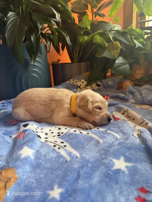 Puppy #8 Yellow – Golden Retriever puppy for sale in Vesuvius, VA