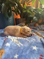Puppy #8 Yellow, a male Golden Retriever for sale in Vesuvius, VA – 1 of 1