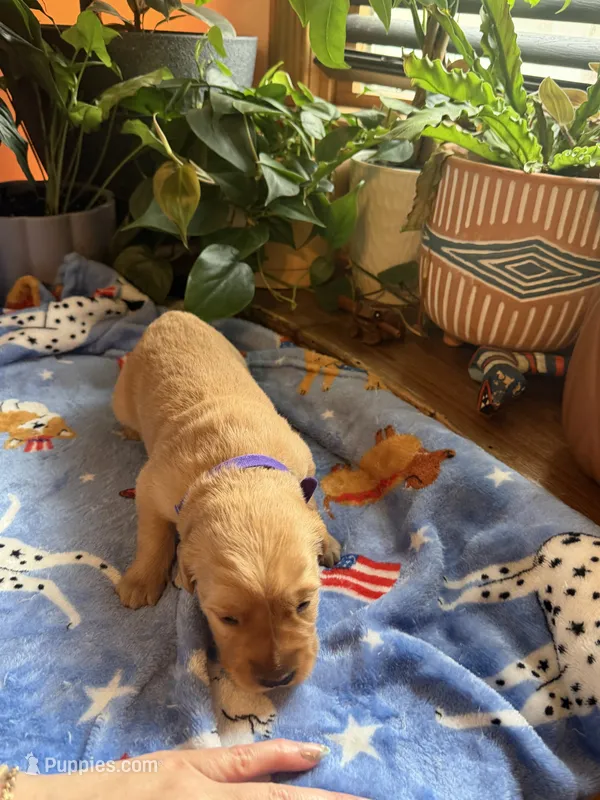 Poe Puppy #5 Purple – Golden Retriever puppy for sale in Vesuvius, VA