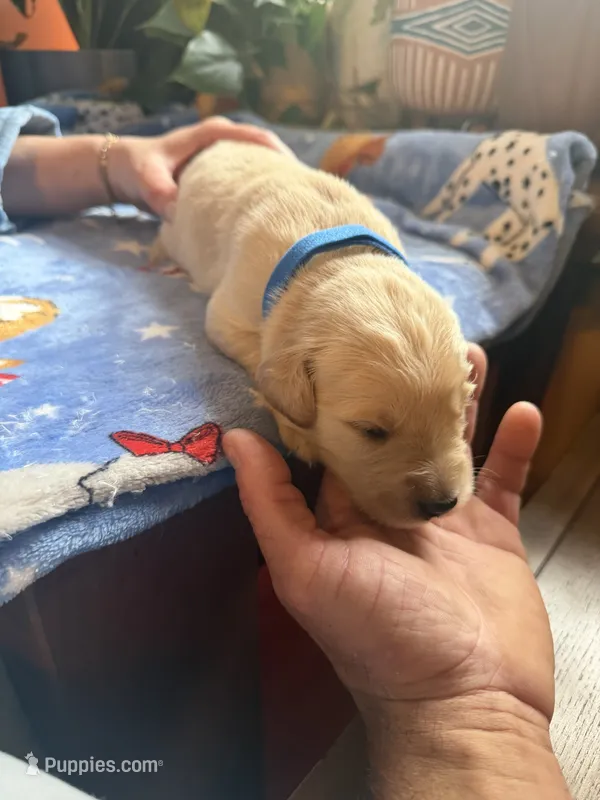 Puppy #4 Blue – Golden Retriever puppy for sale in Vesuvius, VA
