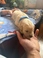 Puppy #4 Blue, a male Golden Retriever for sale in Vesuvius, VA – 1 of 1