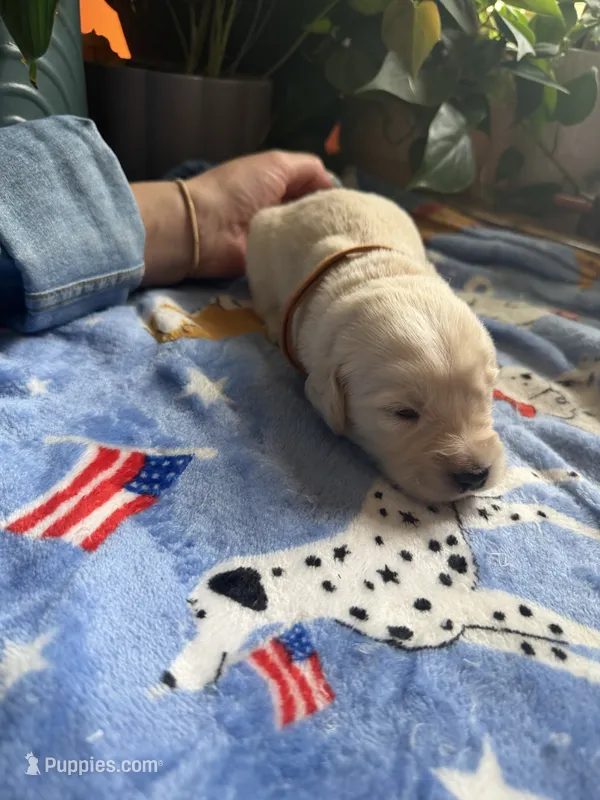 Puppy #3 Brown – Golden Retriever puppy for sale in Vesuvius, VA