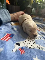 Puppy #3 Brown, a male Golden Retriever for sale in Vesuvius, VA – 1 of 1