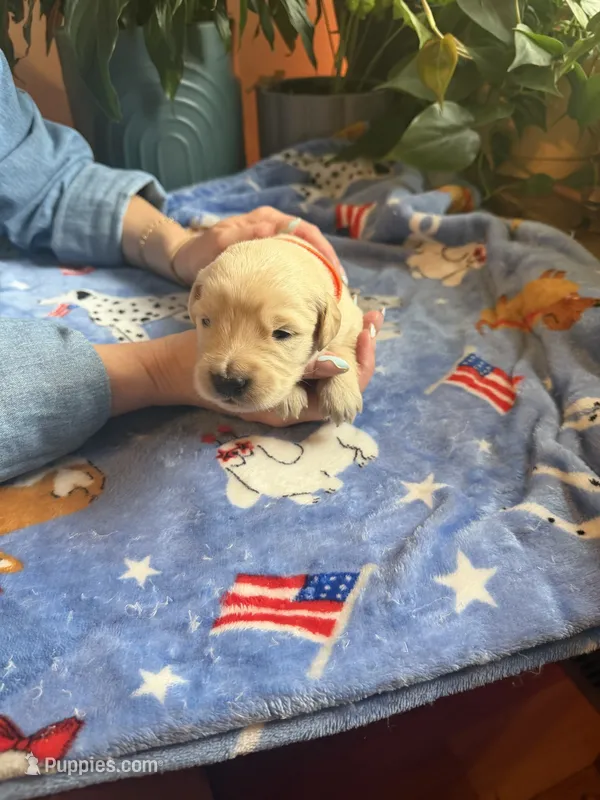 Puppy #1 Orange  – Golden Retriever puppy for sale in Vesuvius, VA