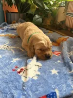 Poe Puppy #1 Dark Green , a male Golden Retriever for sale in Vesuvius, VA – 1 of 1
