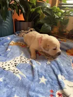 Poe Puppy #4 Pink , a female Golden Retriever for sale in Vesuvius, VA – 1 of 1