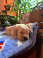 Puppy #6 Grey , a male Golden Retriever for sale in Vesuvius, VA – 1 of 1