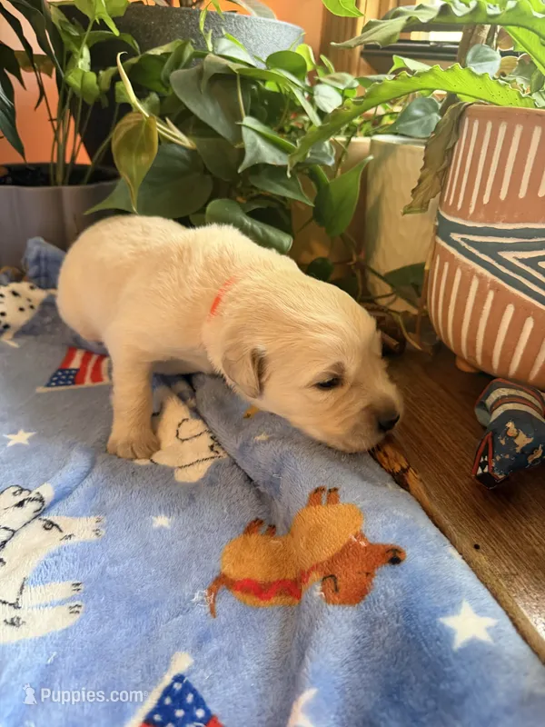 Poe Puppy #2 Orange – Golden Retriever puppy for sale in Vesuvius, VA