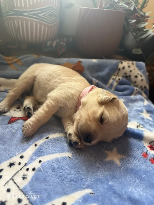 Puppy #11 Light Pink – Golden Retriever puppy for sale in Vesuvius, VA
