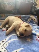 Puppy #11 Light Pink, a female Golden Retriever for sale in Vesuvius, VA – 1 of 1