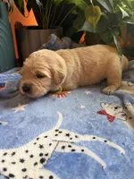 Poe Puppy #3 Neon Green , a male Golden Retriever for sale in Vesuvius, VA – 1 of 1