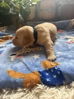 Puppy #9 Black, a male Golden Retriever for sale in Vesuvius, VA – 1 of 1
