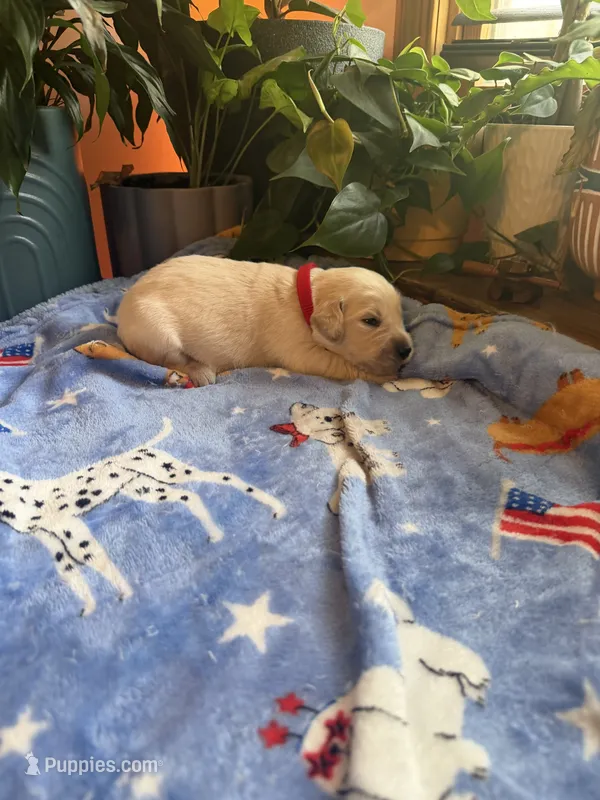 Puppy #7 Red – Golden Retriever puppy for sale in Vesuvius, VA