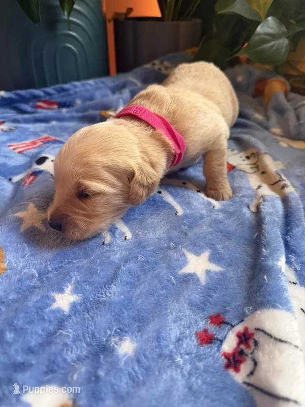 Puppy #12 Dark Pink – Golden Retriever puppy for sale in Vesuvius, VA