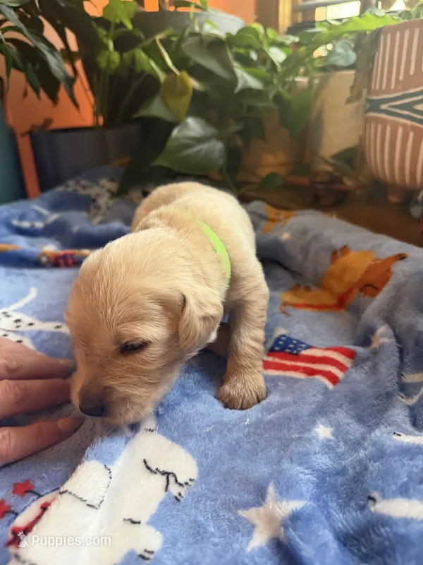 Puppy #5 Green – Golden Retriever puppy for sale in Vesuvius, VA