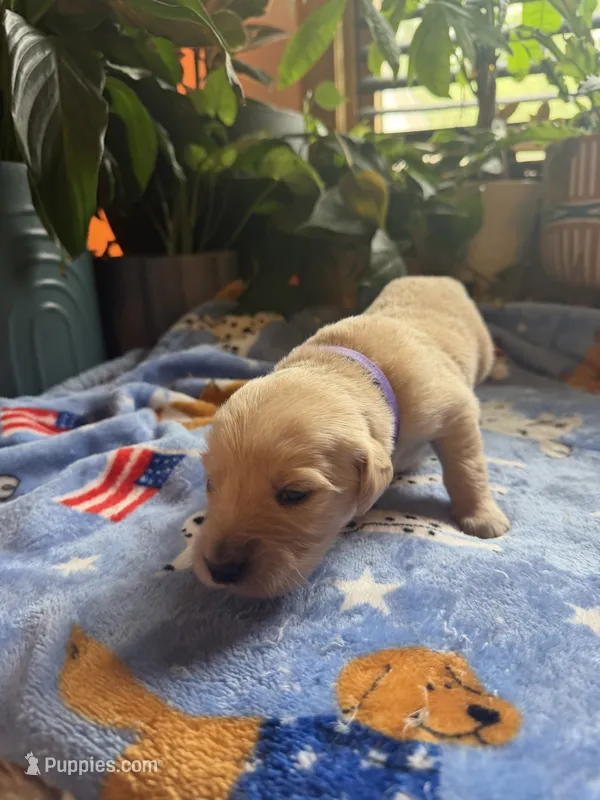 Puppy #10 Purple – Golden Retriever puppy for sale in Vesuvius, VA