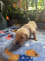 Puppy #10 Purple, a female Golden Retriever for sale in Vesuvius, VA – 1 of 1