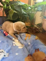 Puppy #2 White, a male Golden Retriever for sale in Vesuvius, VA – 1 of 1