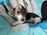 Tommy , a male Miniature Dachshund for sale in Dushore, PA – 5 of 8
