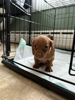 Hans , a  Miniature Dachshund for sale in Dushore, PA – 2 of 5