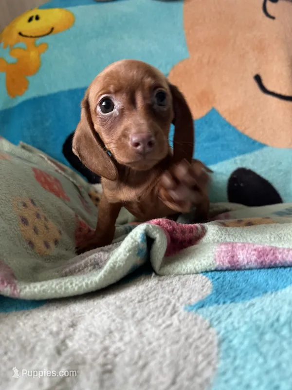 Fiona  – Miniature Dachshund puppy for sale in Dushore, PA