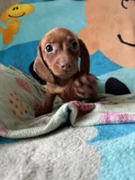 Fiona , a female Miniature Dachshund for sale in Dushore, PA – 1 of 6