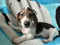 Tommy , a male Miniature Dachshund for sale in Dushore, PA – 3 of 8