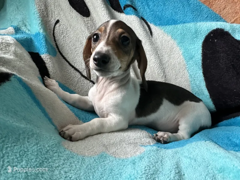Tommy  very small boy  – Miniature Dachshund puppy for sale in Dushore, PA
