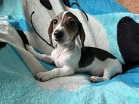Tommy , a male Miniature Dachshund for sale in Dushore, PA – 4 of 8