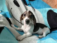 Tommy , a male Miniature Dachshund for sale in Dushore, PA – 8 of 8