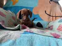Fiona , a female Miniature Dachshund for sale in Dushore, PA – 4 of 6