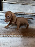 Fiona , a female Miniature Dachshund for sale in Dushore, PA – 5 of 6