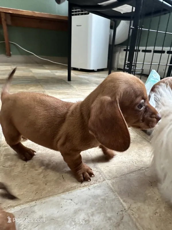 Hans  – Miniature Dachshund puppy for sale in Dushore, PA