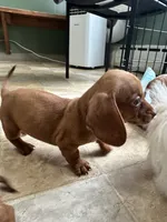 Hans , a  Miniature Dachshund for sale in Dushore, PA – 1 of 5