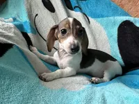 Tommy , a male Miniature Dachshund for sale in Dushore, PA – 2 of 8