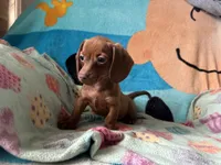 Fiona , a female Miniature Dachshund for sale in Dushore, PA – 3 of 6