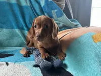 Hans , a  Miniature Dachshund for sale in Dushore, PA – 3 of 5