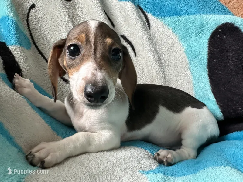 Tommy  – Miniature Dachshund puppy for sale in Dushore, PA